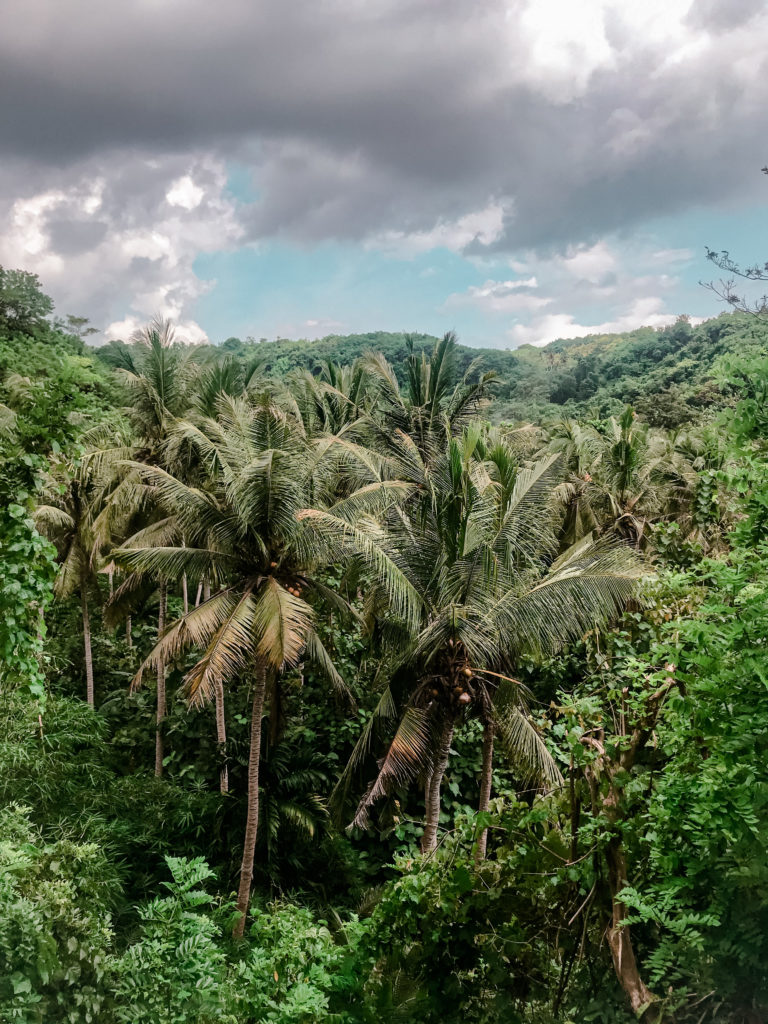 Bali Palmen