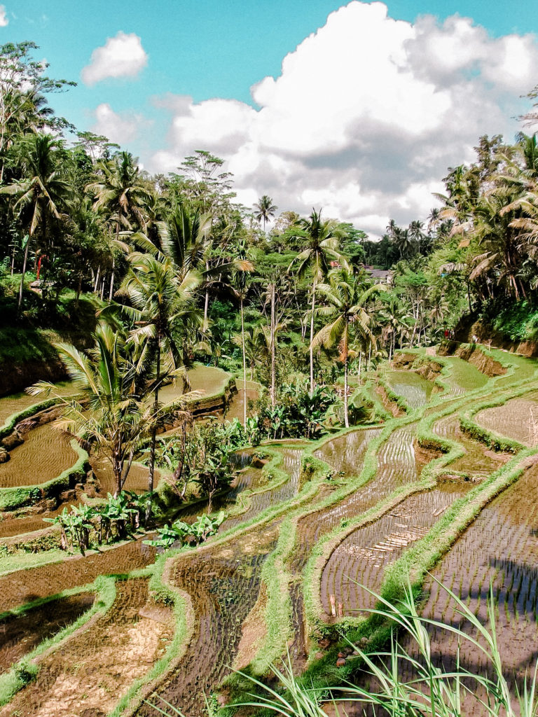 Reisterrassen in Ubud